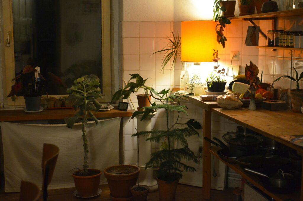 Cosy kitchen with lamp and plants